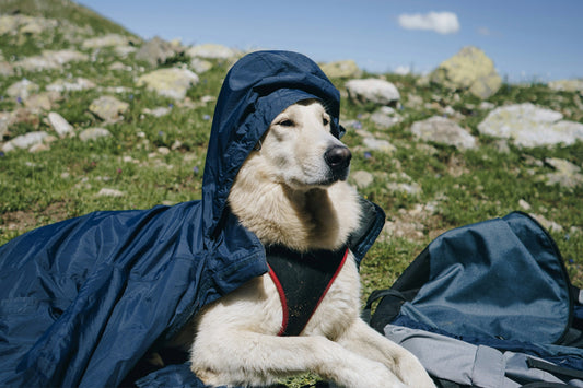 How to Hike Light with Your Dog